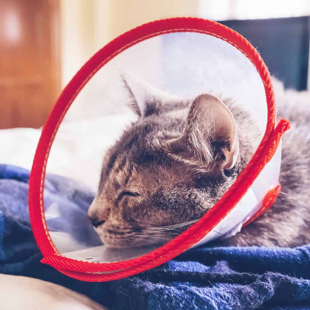 Gray cat wearing a protective collar at home after a surgery